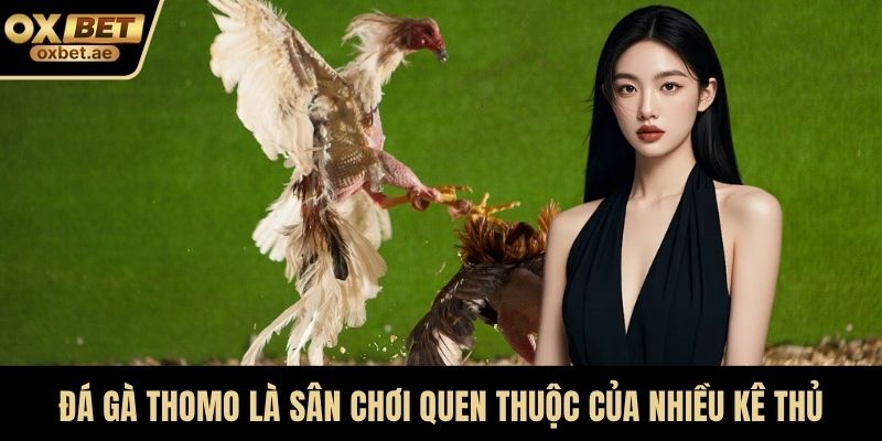 Đá gà Thomo là sân chơi quen thuộc của nhiều kê thủ