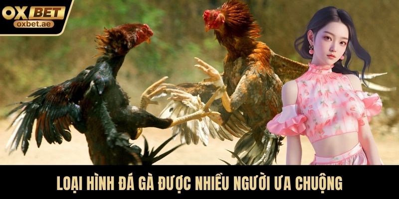 Loại hình đá gà được nhiều người ưa chuộng