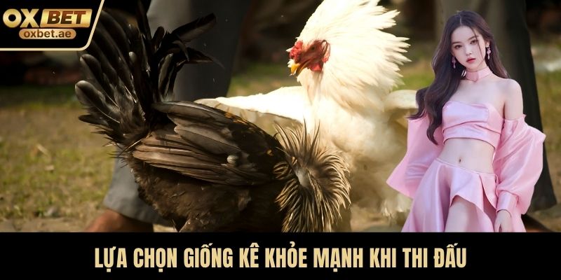 Lựa chọn giống kê khỏe mạnh khi thi đấu