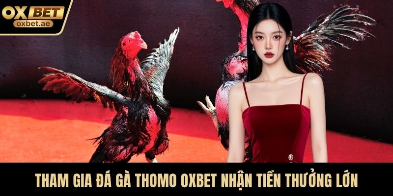 Tham gia Đá gà Thomo OXBET nhận tiền thưởng lớn